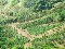 Coffee finca in alajuela san pedro poas top price