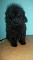 Caniche toy macho negro de 4 meses