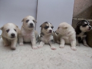 Venta de cachorros husky siberiano