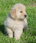 Mar del Plata-criadero foyer bleu-golden retriever