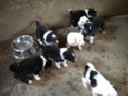 Cachorros de border collie