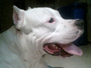 Cachorros dogos argentinos en cali