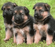 Hermosos cachorros pastor aleman con pedigree