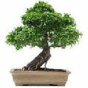 Venta de bonsai- prebonsai y material