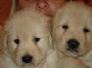 Cachorros golden retriever inmejorable pedigree