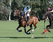 Escuela de polo y polo vacaciones en argentina