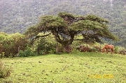 Finca en puerto frazadas tulua