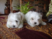 Cachorros del mejor criadero de sudamrica