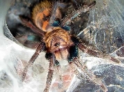 Tarantulas bebs criadas en cautiverio