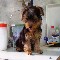 Canil la belle chienne-yorkshires terrier