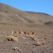 En montaas grandes areas west argentina