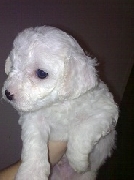 Reserva cachorros bichon frise