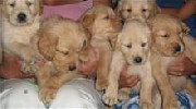 Cachorros golden retriever