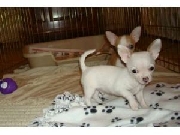 Chihuahua chihuahua