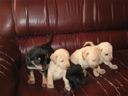 Se venden cachorros de labrador