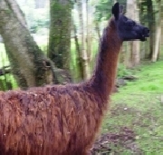 Vendo hermosa llama preada