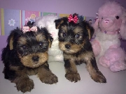 Preciosos cachorritos de yorkshire minis