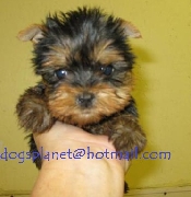 Cachorros yorkshire terrier venta criadero