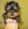 Cachorros yorkshire terrier venta criadero