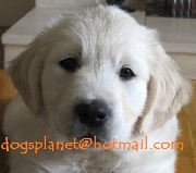 Golden retriver venta cachorros de criadero