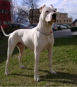 Compro dogo argentino