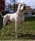 Compro dogo argentino