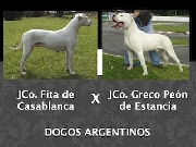 Hermosos cachorros dogo argentino para la venta