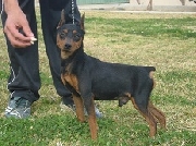 Pinscher miniatura calidad show