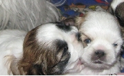 Venta de cachorra raza shih tzu