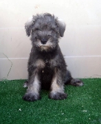 Vendo schnauzer 4 meses