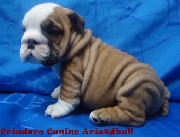 Criadero canino aristibull vende bulldog