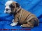 Criadero canino aristibull vende bulldog
