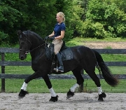 Saludable caballos friesian negro en venta