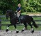 Saludable caballos friesian negro en venta