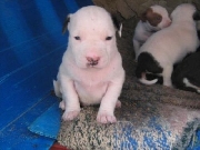 Vendo hermosos cachorros pitbulls