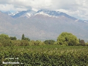 Bodegas de vinos usdas en mendoza estado vdo