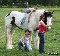 Gypsy vanner venta