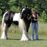 Pura raza vanner gitano disponible