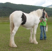 Dos caballo gitano vanner para la venta