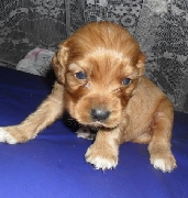 ltimo hermoso cocker spaniel