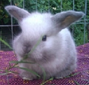 Conejos enanos holland lop (orejas caidas)