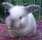 Conejos enanos holland lop (orejas caidas)
