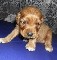 Promoci&oacute;n hermoso cocker spaniel
