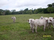 Venta de propiedad agricola ganadera