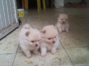 Adorables cachorros de pomerania