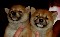 venta de Cachorritos en bogota  varias razas