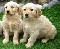 venta de cachorros Las  mejores razas todo el año