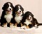 Cachorritos en venta varias razas