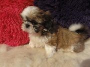 Alta calidad shih tzu cachorros