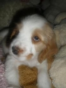 En venta cocker spaniel ingles